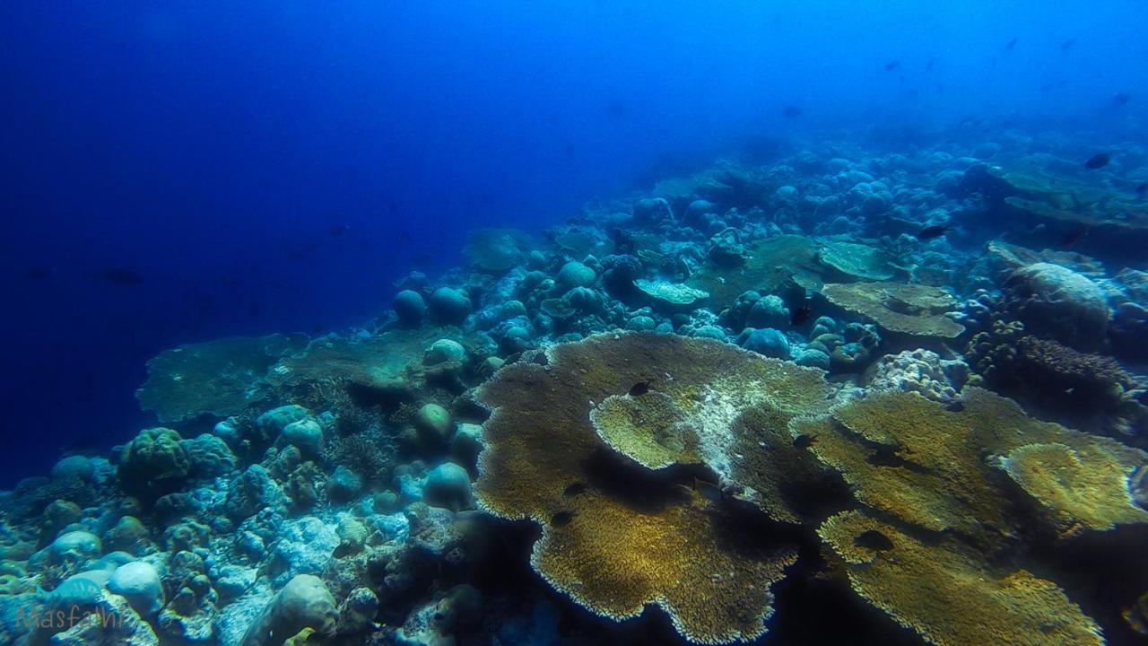 Masfalhi View Inn Felidhoo Luaran gambar